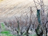 Vignes - Mont d'Or